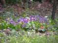 /album/un-mondo-di-viole/viola-mammola-jpg1/